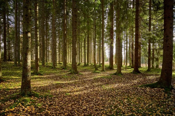 Прекрасний Знімок Сонячного Лісу Опалим Листям Тонкими Деревами — стокове фото