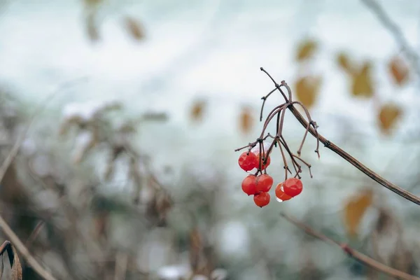 雪で濡れた赤い果実を持つ枝のクローズアップショット — ストック写真