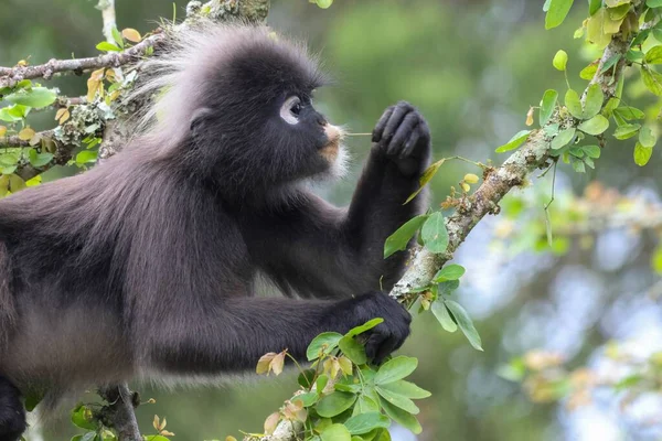 Closeup Shot Dusky Leaf Monkey Black Fur Sitting Tree Eating — Stock Photo, Image