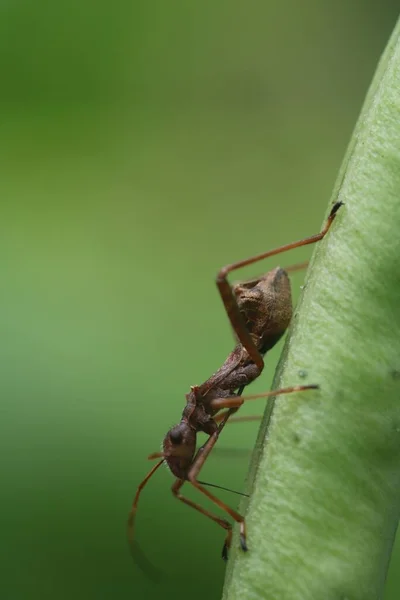 Vertical Closeup Antlike Bug Sucking Juice Green Bean — Stock Photo, Image