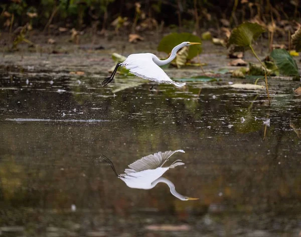 Naturskön Utsikt Över Stunden För Stor Vit Egrets Flykt Från — Stockfoto