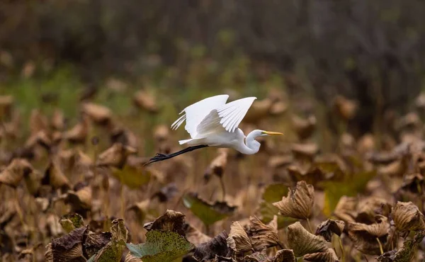Una Gran Garza Blanca Grande Blanca Voladora Hermosa — Foto de Stock
