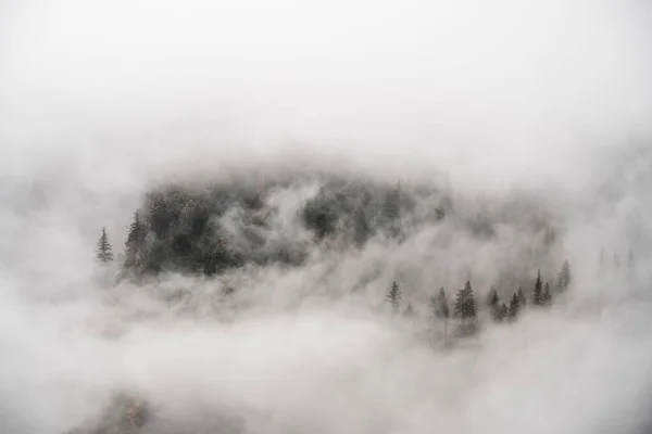 Alacsony Látószögű Kilátás Egy Gyönyörű Erdőre Egy Ködös Napon Yosemite — Stock Fotó
