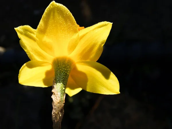 Eine Nahaufnahme Einer Blühenden Gelben Narzissenblume Auf Schwarzem Hintergrund — Stockfoto