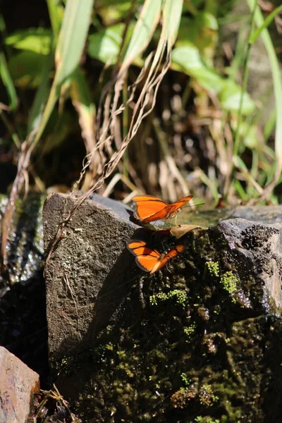Taşların Üzerinde Turuncu Kelebeklerin Dikey Görüntüsü — Stok fotoğraf