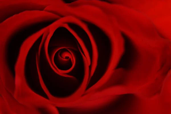 Ένα Κοντινό Ένα Κόκκινο Τριαντάφυλλο Άνθιση — Φωτογραφία Αρχείου
