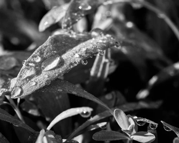 花园湿叶的灰度特写照片 — 图库照片