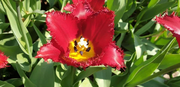 Panoramic Closeup Shot Red Tulip Jagged Petals Garden — Stock Photo, Image
