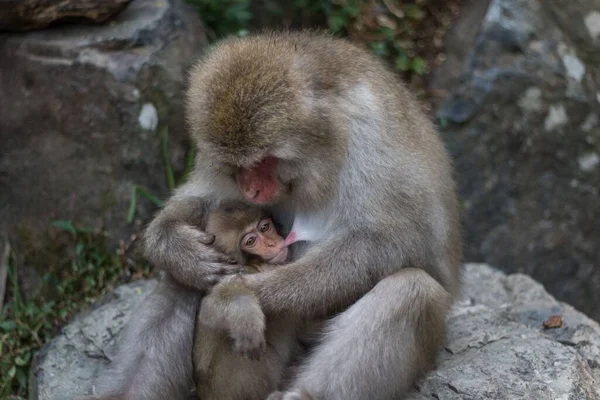Una Joven Japonesa Macaque Amamantando Madre Macaque — Foto de Stock