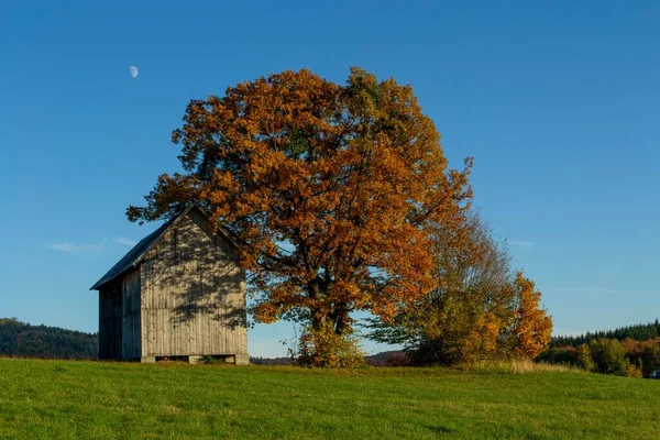 Stará Dřevěná Stodola Uprostřed Zeleného Pole Podzim Starým Dubem — Stock fotografie