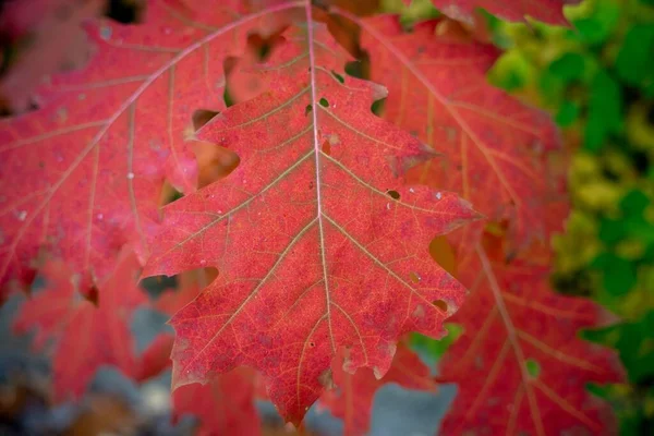 Zbliżenie Ujęcie Czerwonego Jesiennego Listowia Północnego Dębu Quercus Rubra — Zdjęcie stockowe