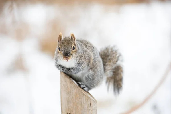 Nahaufnahme Eines Eichhörnchens Das Sich Auf Einer Holzoberfläche Einem Bokeh — Stockfoto