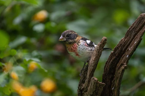 Closeup Shot Rose Breasted Grosbeak Bird Perched Tree Branch — Stock Photo, Image