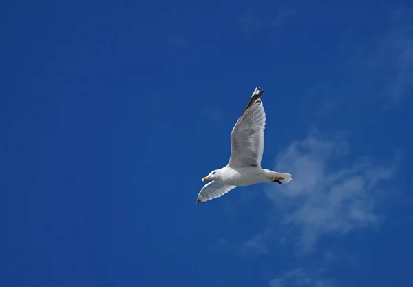 Low Angle Closeup Beautiful Seagull Flight Bright Blue Sky — Stock Photo, Image