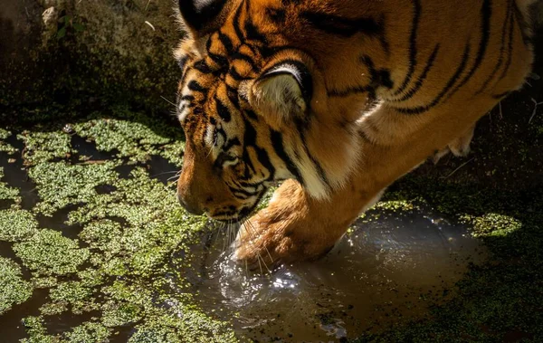 Три Королівських Бенгальських Тигри Зоопарку Гвадалахари Діяли Дуже Енергійно Цікаво — стокове фото