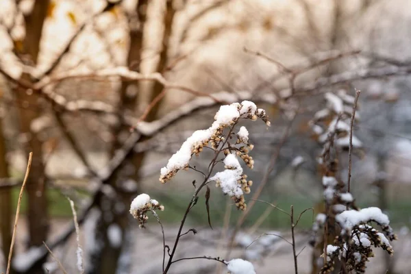 Ένα Κοντινό Πλάνο Ξηρών Φυτών Καλυμμένων Χιόνι Ένα Δάσος — Φωτογραφία Αρχείου