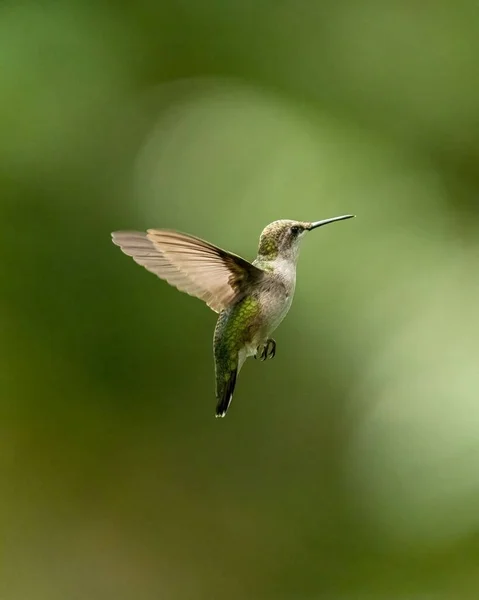Vertikální Detailní Záběr Krásné Kolibřík Létající Pít Květin — Stock fotografie