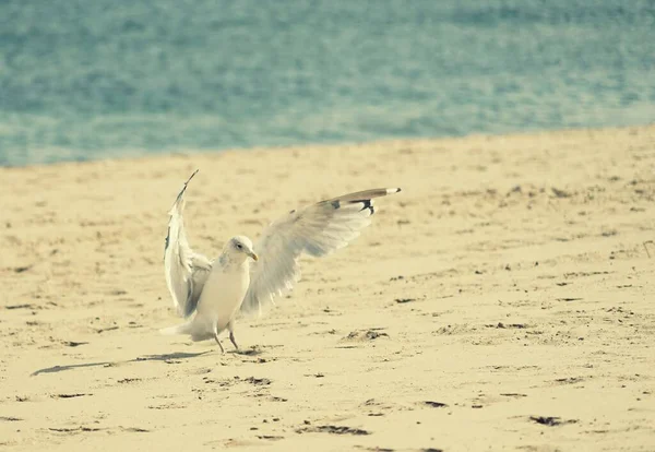 一只美丽的海鸥刚刚降落在海滩上 背景是张开的翅膀和波罗的海 — 图库照片