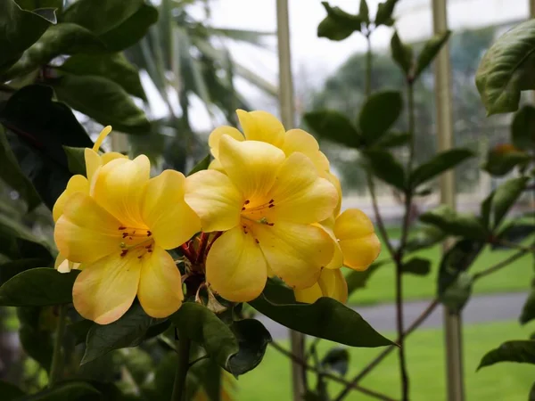 Primer Plano Secta Rhododendron Amarilla Vireya Flores Con Fondo Borroso —  Fotos de Stock