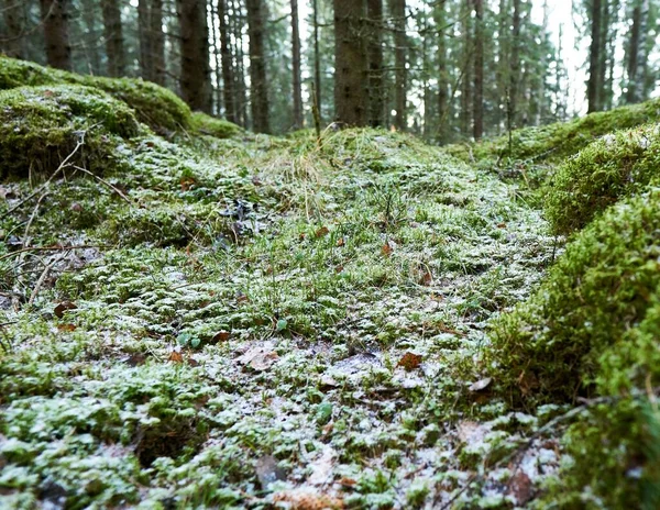 Gros Plan Herbe Humide Dans Une Forêt — Photo