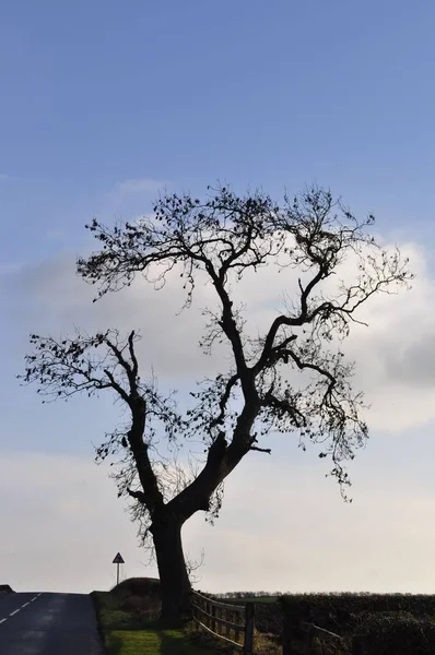 Vertikal Bild Ett Torrt Naket Träd Ett Soligt Fält Blå — Stockfoto