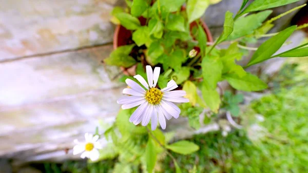 Close Shot Delicate Asteroideae Flower Growing Garden — Stock Photo, Image