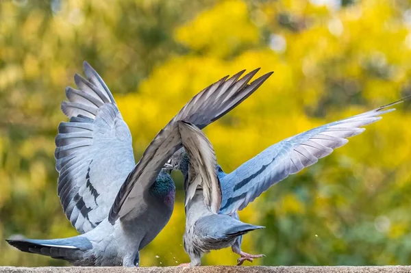 Pair Dancing Rock Pigeons Blurred Yellow Background — Stock Photo, Image