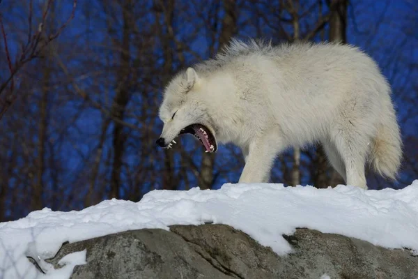 Ziewanie Arktycznego Wilka Lesie Zimą — Zdjęcie stockowe