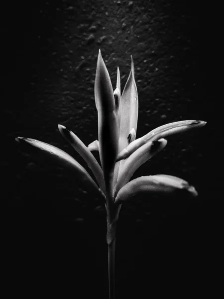 Eine Vertikale Graustufenaufnahme Einer Blume Gegen Die Wand — Stockfoto