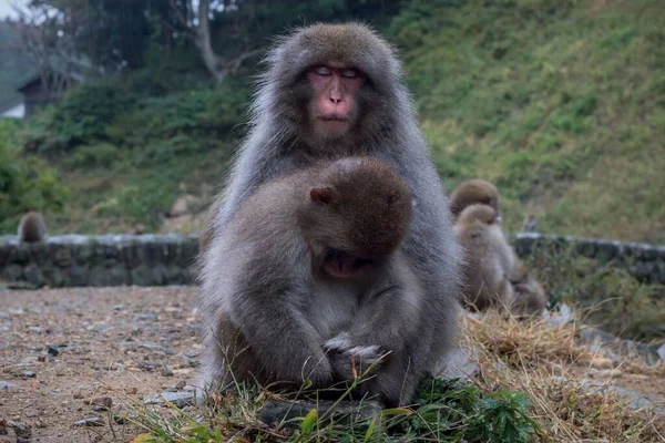 Macaco Japonês Jovem Sentado Contra Macaco Adulto Zoológico — Fotografia de Stock