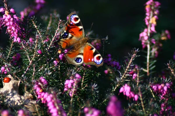 Крупный План Бабочки Павлина Цветке — стоковое фото