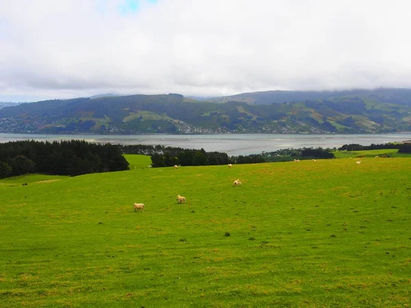 Eine Luftaufnahme Von Schafen Weiden Einer Grünen Wiese Bewölkte Landschaft — Stockfoto