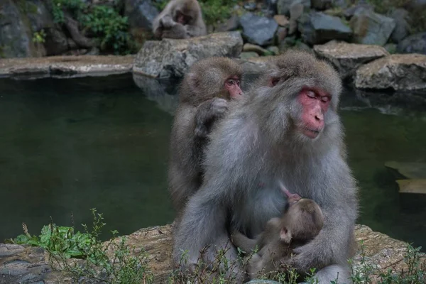 Mladý Japonský Macaque Kojení Své Matce Zoo — Stock fotografie