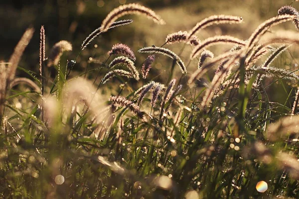 阳光透过紫色的草丛闪耀 — 图库照片