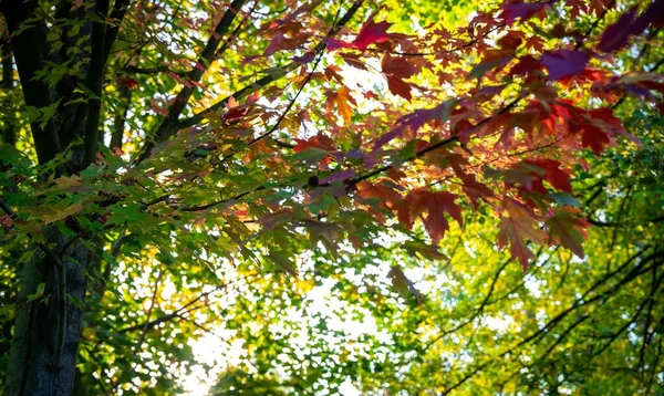 Крупный План Оранжево Красных Зеленых Осенних Листьев Ветвях Деревьев — стоковое фото