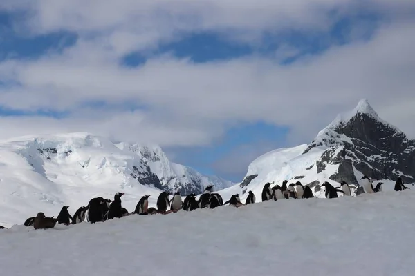 Eine Gruppe Niedlicher Kleiner Pinguine Auf Einem Hügel Der Antarktis — Stockfoto