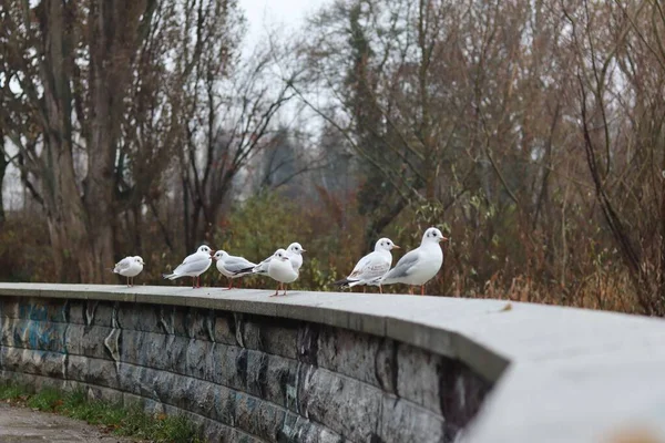 Λευκό Και Γκρι Γλάρος Έναν Τοίχο Στο Πάρκο Χειμώνα — Φωτογραφία Αρχείου