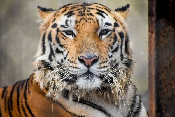 Portrait Tigre Sauvage Bengale Indien Dans Zoo Alipore Kolkata Inde — Photo