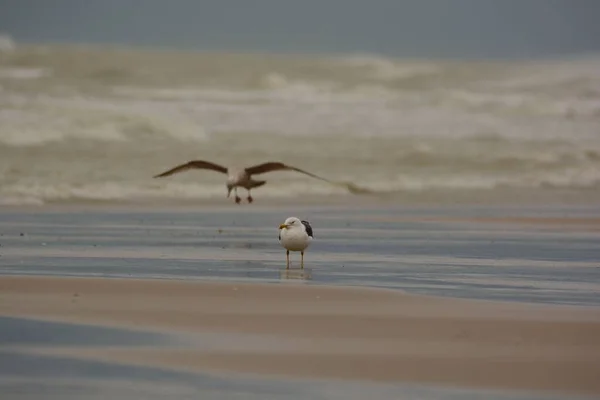 比利时北海海岸上栖息着一帧美丽的白色海鸥 — 图库照片