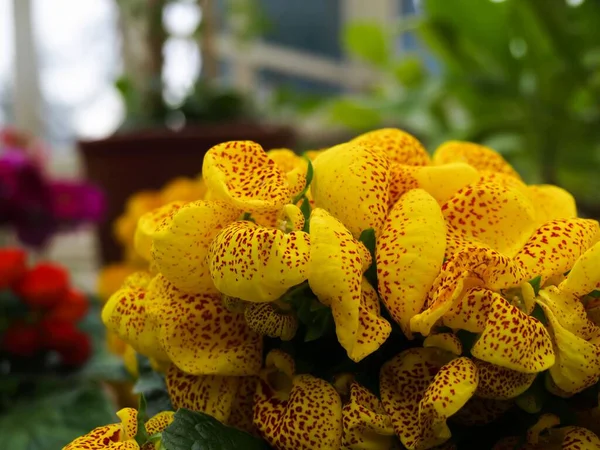 Eine Nahaufnahme Von Blühenden Gelben Calceolaria Herbeohybrida Blüten Einem Garten — Stockfoto