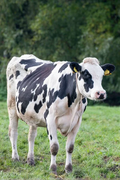 Вертикальный Снимок Коровы Поле — стоковое фото