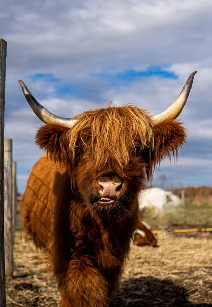 一头奶牛在篱笆边的一个凹凸不平的背景下的垂直特写照片 — 图库照片