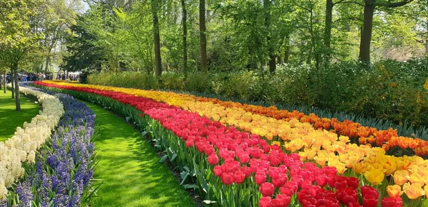 Panoramiczne Ujęcie Kolorowych Rzędów Tulipanów Otoczonych Zielonymi Drzewami Kwiatowym Krajobrazie — Zdjęcie stockowe
