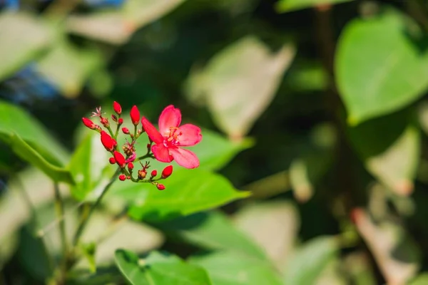 Foco Seletivo Uma Flor Rosa Peregrina Crescendo Arbusto Verde Parque — Fotografia de Stock