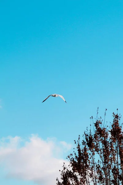 Vertical Shot Gull Flying Blue Sky Sunny Day — Stock Photo, Image