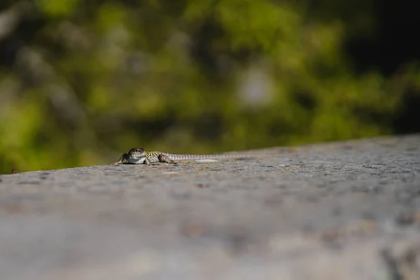 壁に這うトカゲの選択的フォーカスショット — ストック写真