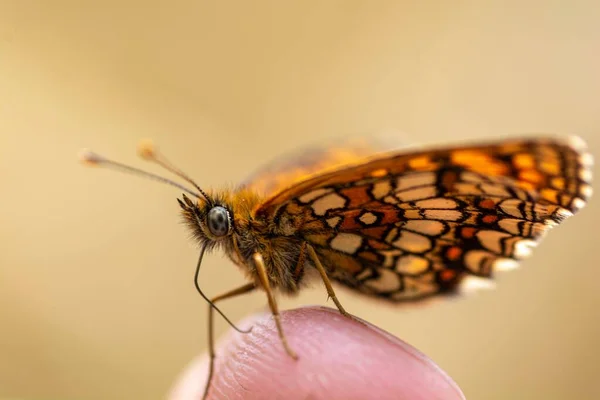 Eine Nahaufnahme Der Königin Von Spanien Fritillary Auf Der Spitze — Stockfoto