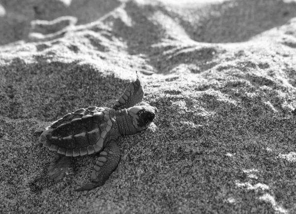 Серая Черепаха Каретта Каретта Лежащая Песчаном Пляже — стоковое фото