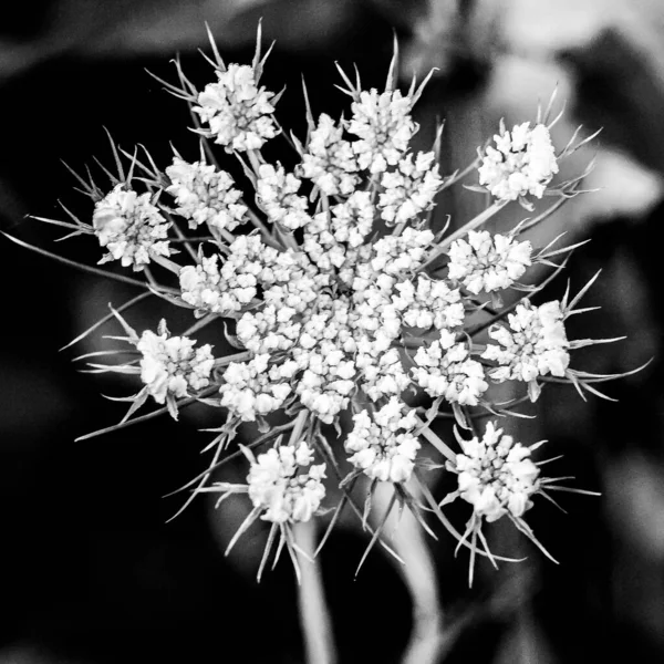 Сірий Крупним Планом Знімок Красивих Квітів Саду — стокове фото