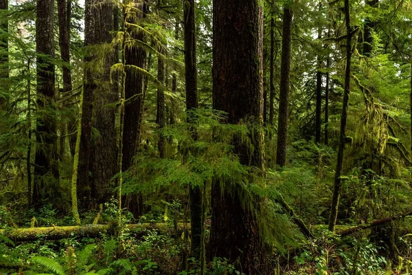 Een Prachtig Shot Van Groene Bomen Hoh Regenwoud Washington Verenigde — Stockfoto